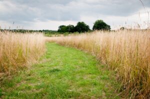 Winding path through long, tall grass in a sunny summer meadow