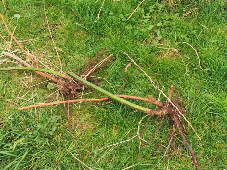 How to Remove Brambles Effectively Leaves of Green
