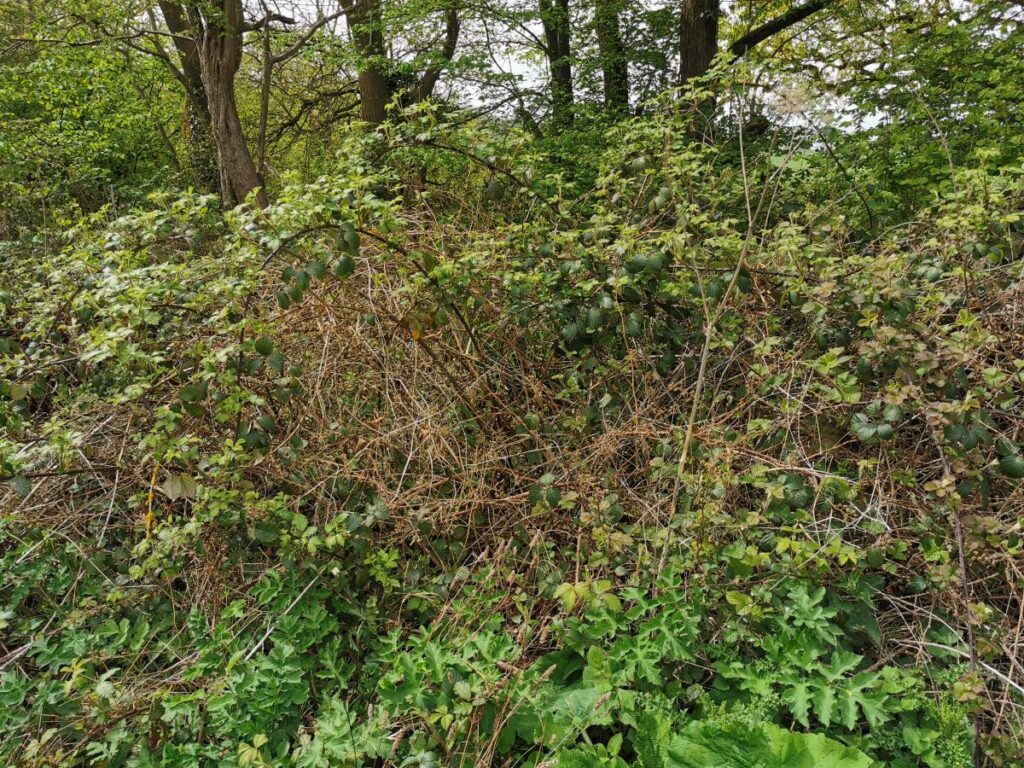 Typical woodland edge bramble