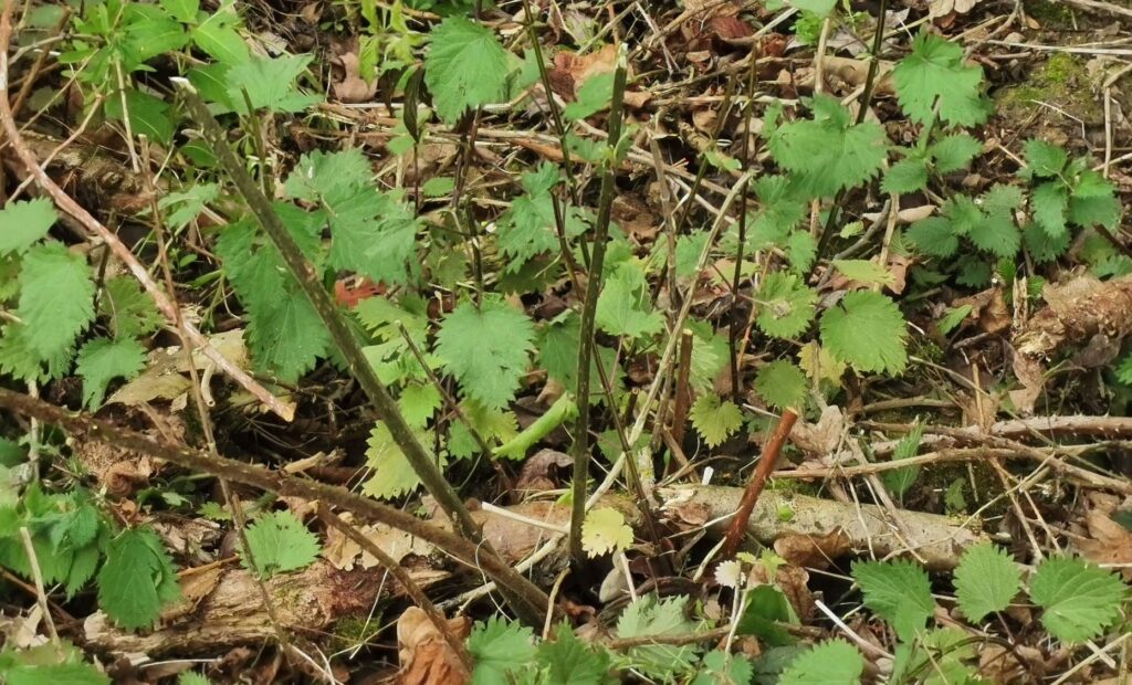 Bramble crown and cut stems in the ground.