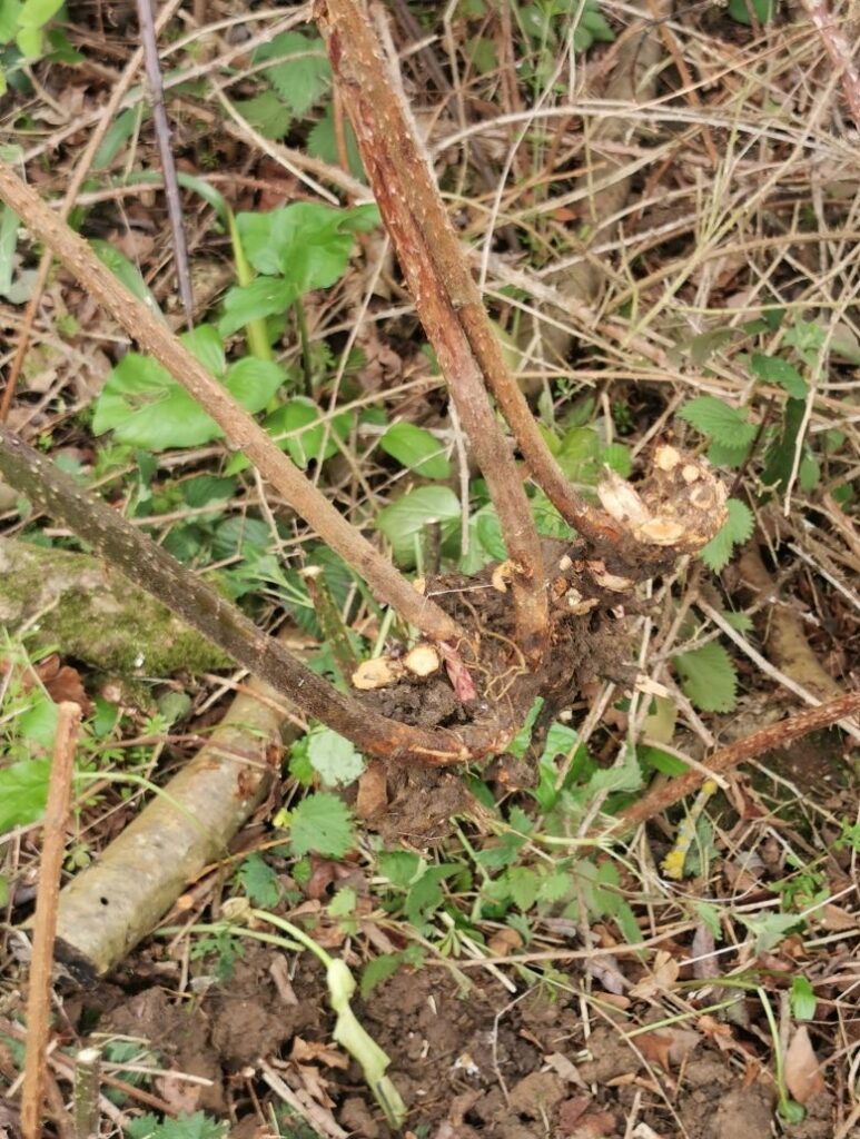 bulbous swollen head of bramble crown