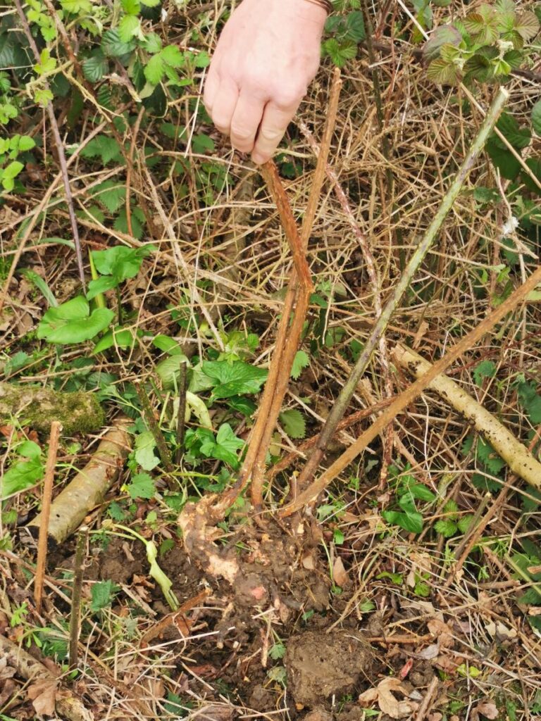 example of bramble crown