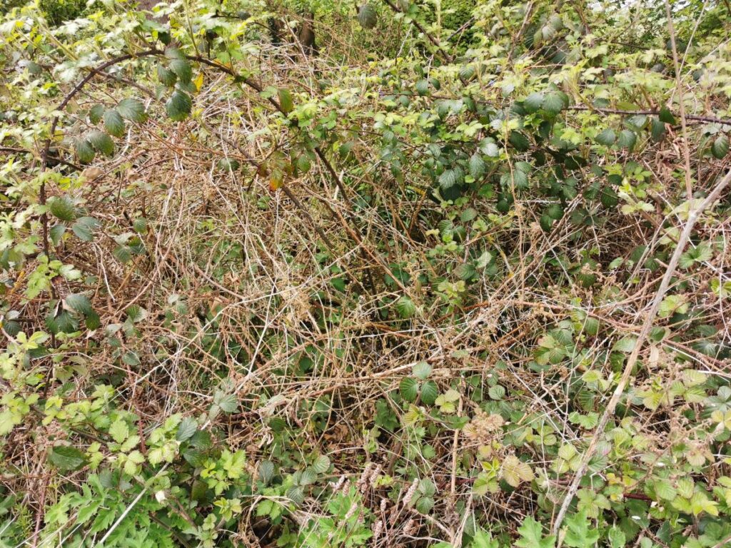 long bramble stems shoot from the crown