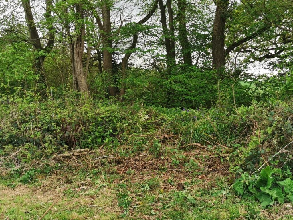 cleared patch of brambles