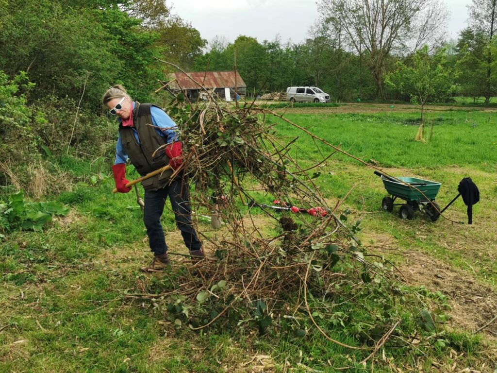 pitchfork makes it easy to lift cut brambles