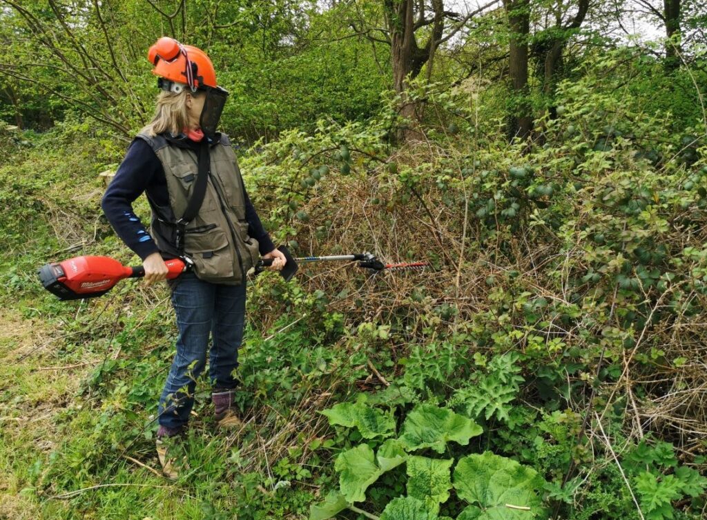 Cutting back bramble stems with hedge cutter