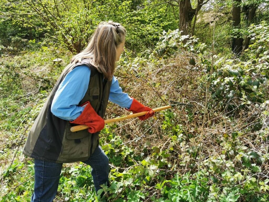 Pull out long cut brambles stems with flat head rake