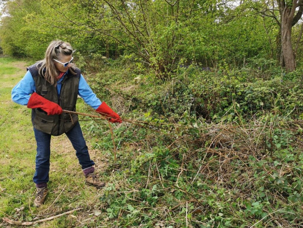using welders gloves to pull out bramble stems protects hands